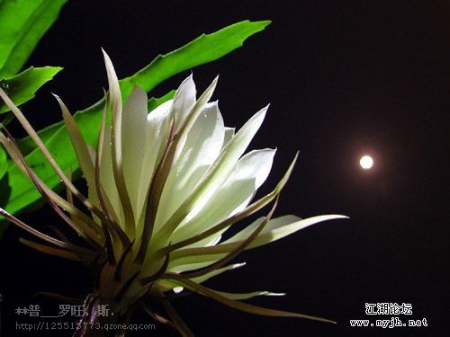 昙花.jpg