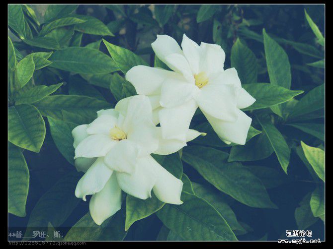 栀子花.jpg