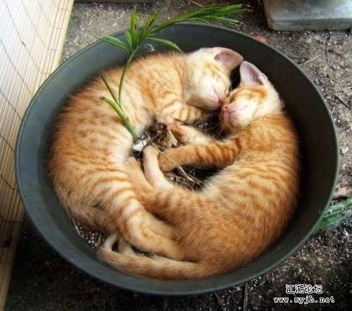 ▲两小无猜型.jpg