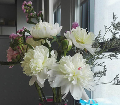 芍药.jpg