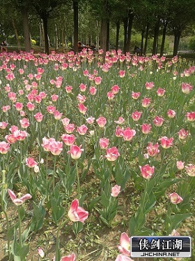郁金香02.jpg