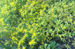 花一.jpg